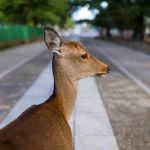 Deer in road